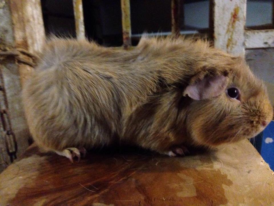 Marsvin Solstråle,s Felix billede 10