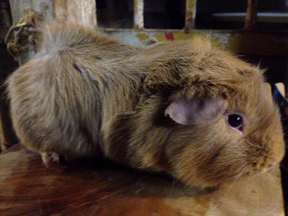 Marsvin Solstråle,s Felix billede 11