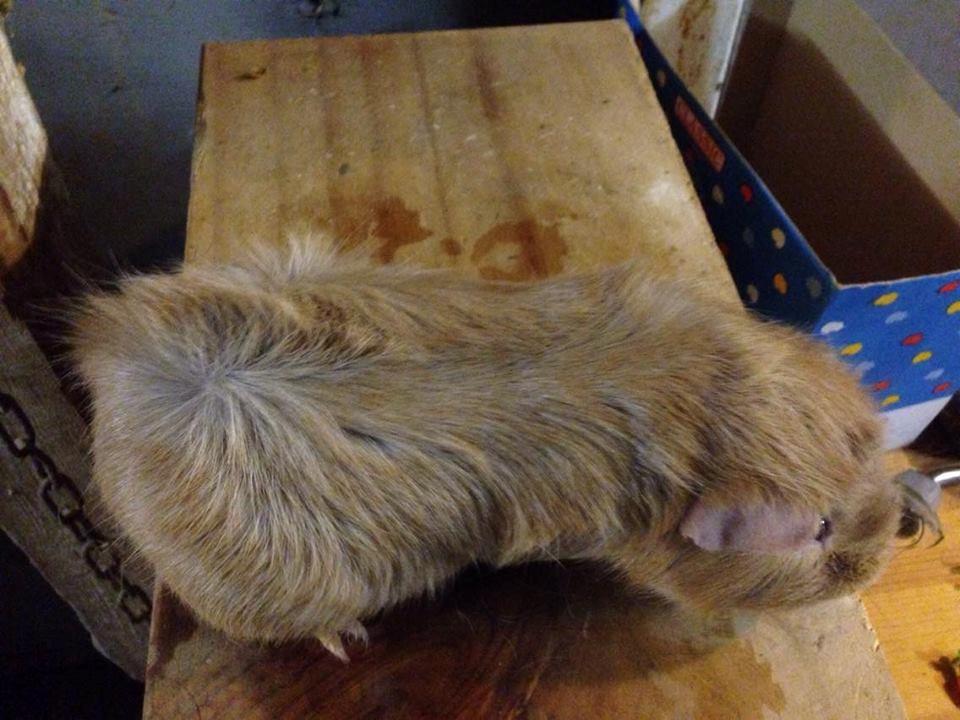 Marsvin Solstråle,s Felix billede 13