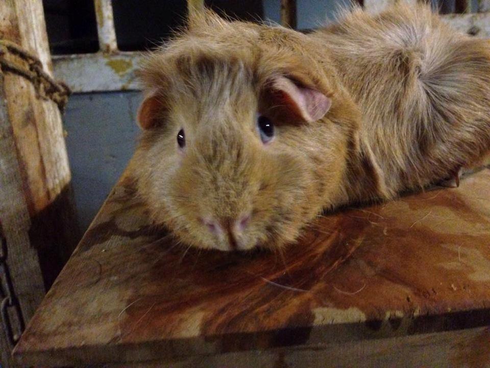 Marsvin Solstråle,s Felix billede 15