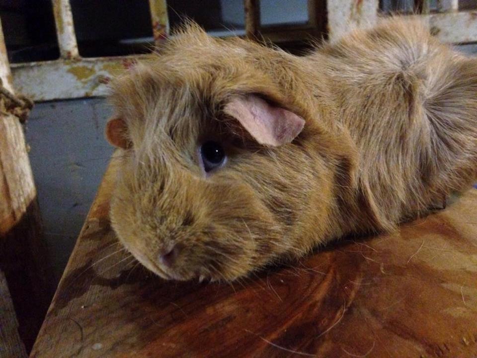 Marsvin Solstråle,s Felix billede 16