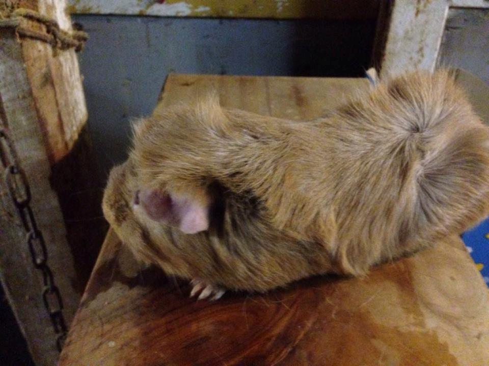 Marsvin Solstråle,s Felix billede 14