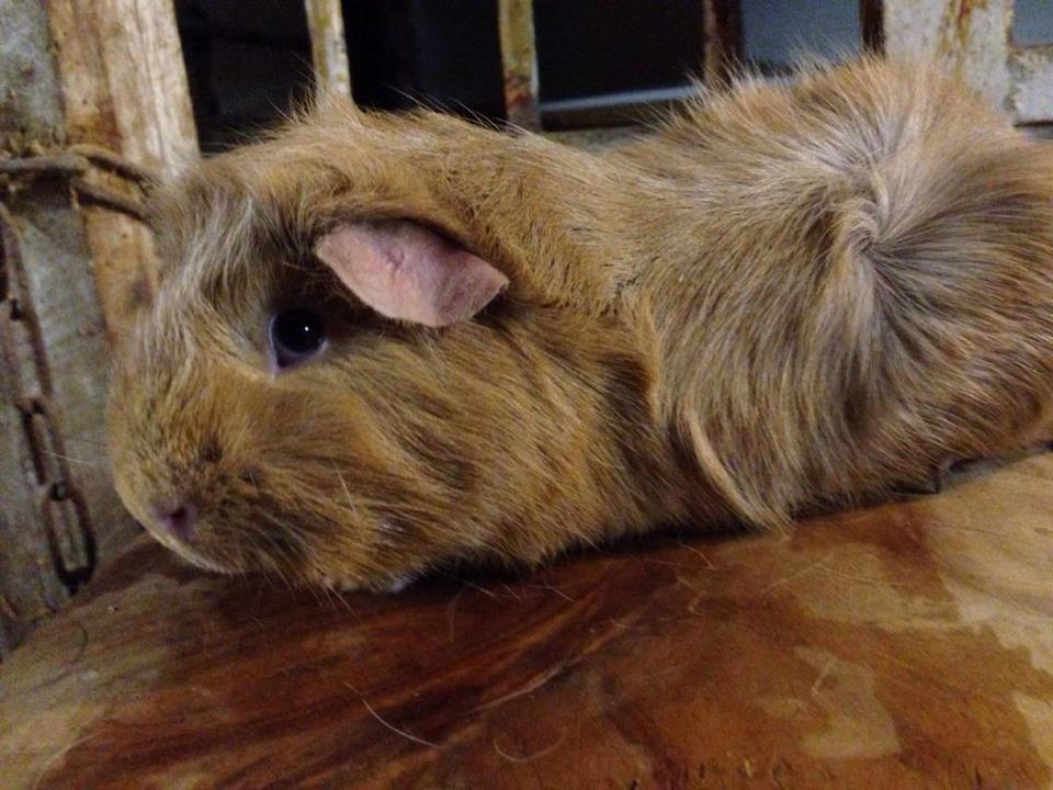 Marsvin Solstråle,s Felix billede 12