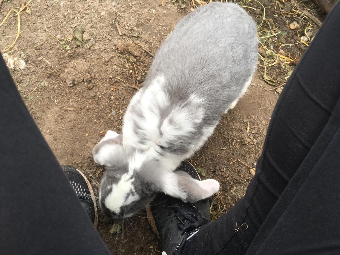 Kanin Sven billede 3