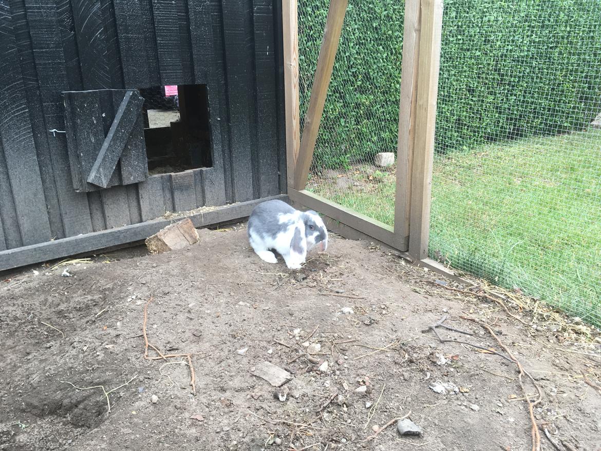 Kanin Sven billede 4