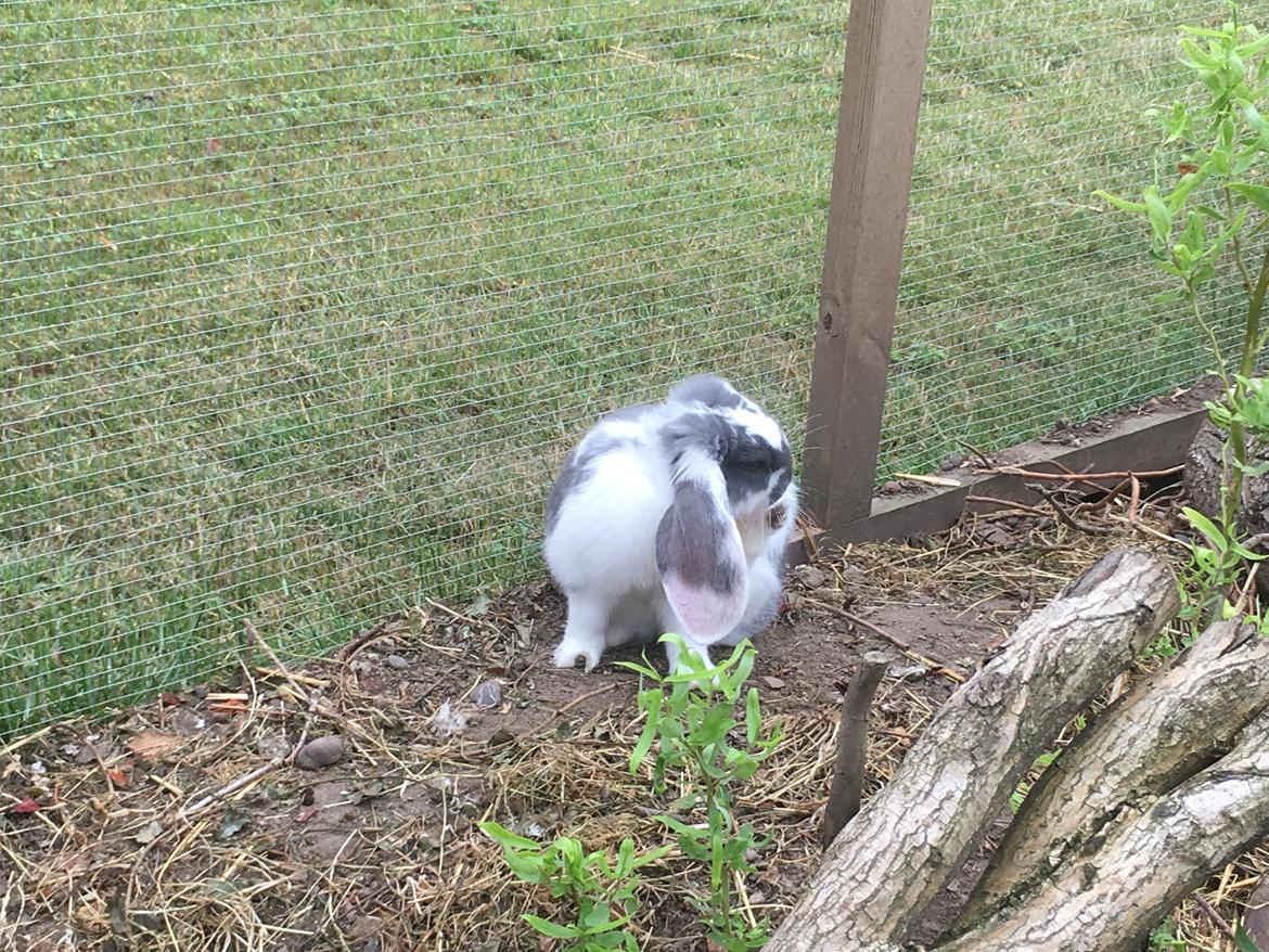 Kanin Sven billede 7