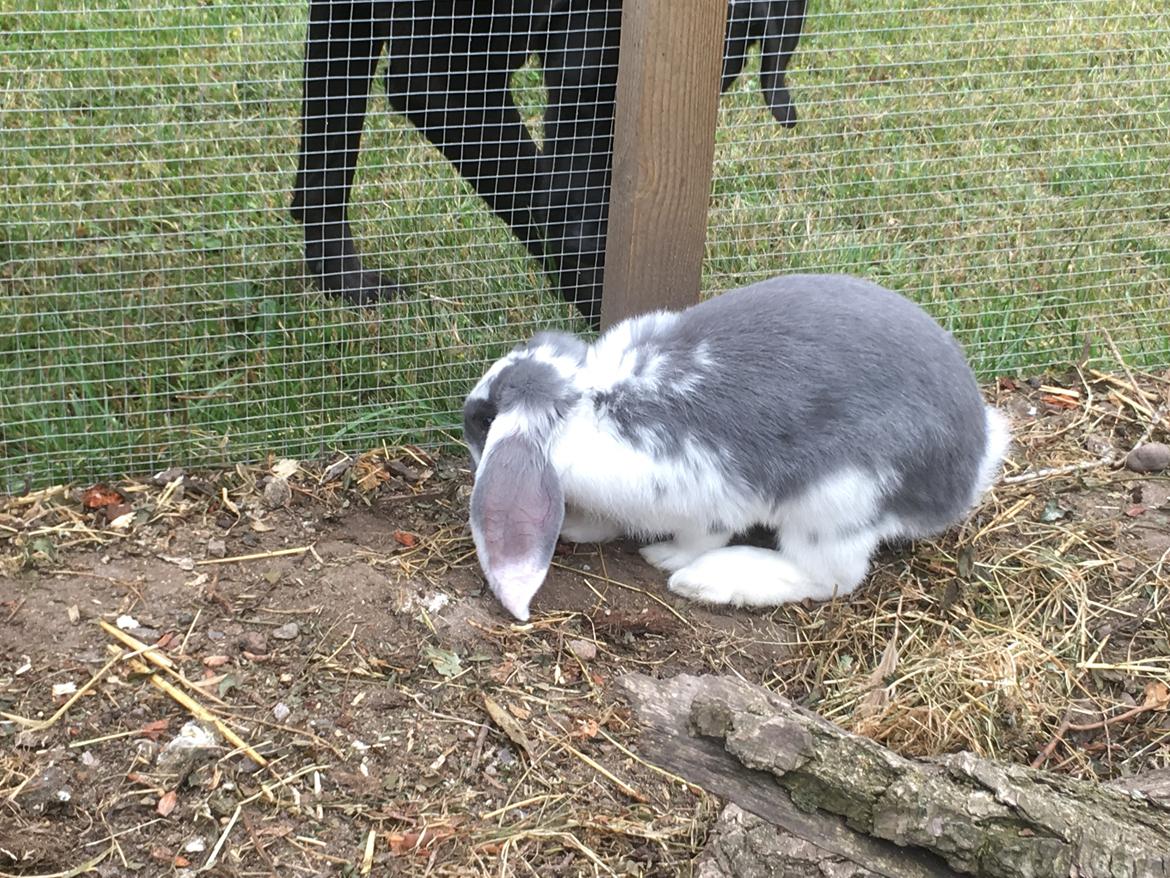 Kanin Sven billede 8