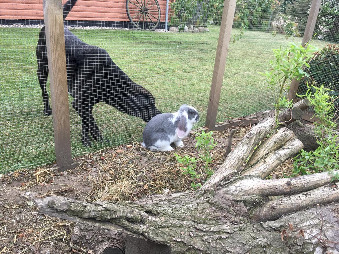 Kanin Sven billede 6