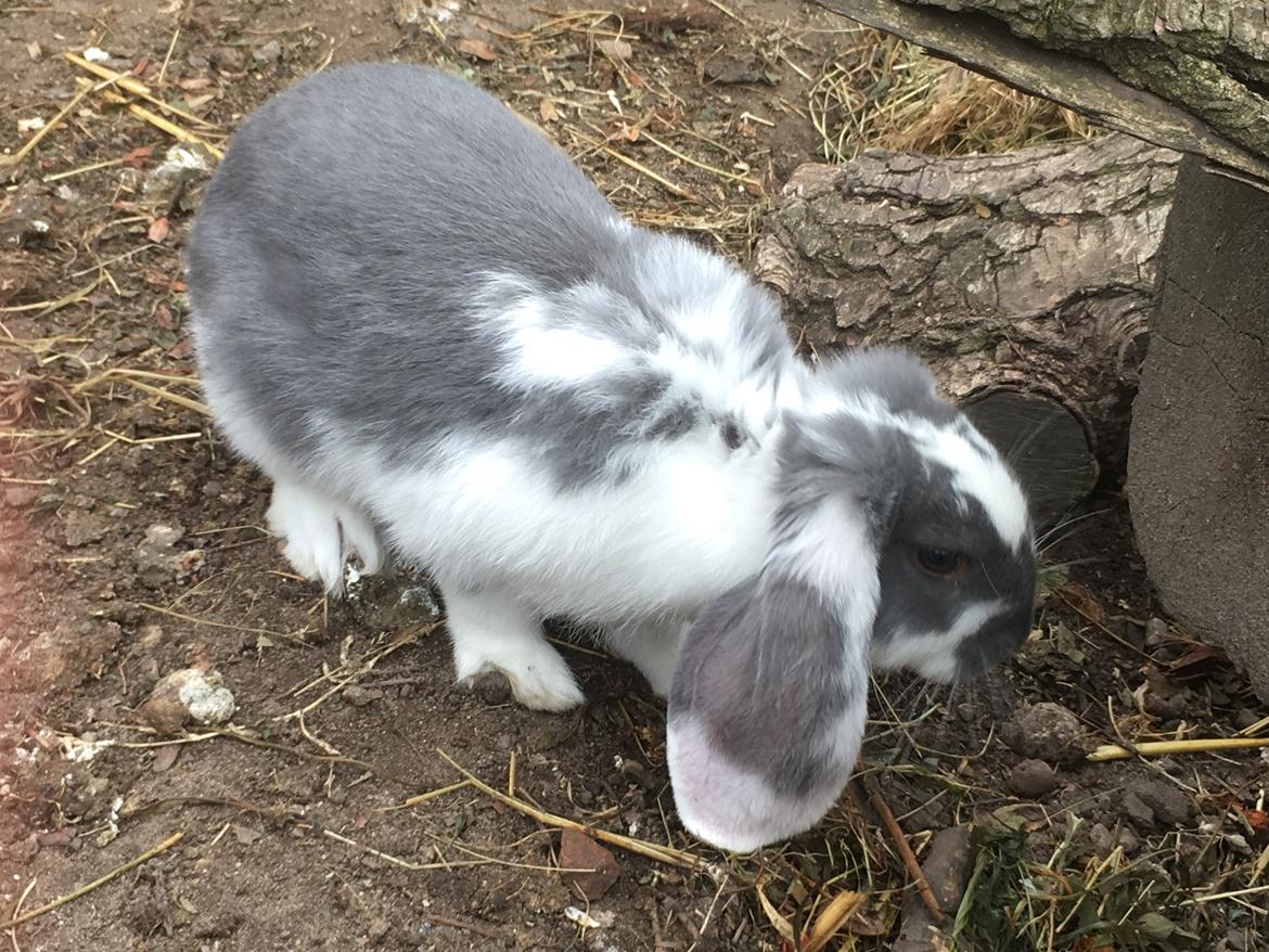 Kanin Sven billede 9