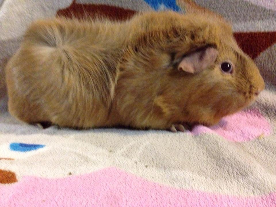 Marsvin Solstråle,s Felix billede 17