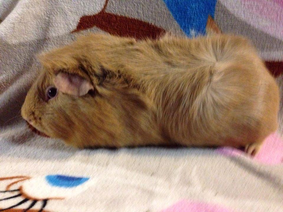 Marsvin Solstråle,s Felix billede 18