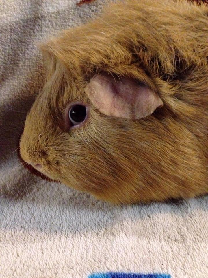 Marsvin Solstråle,s Felix billede 20