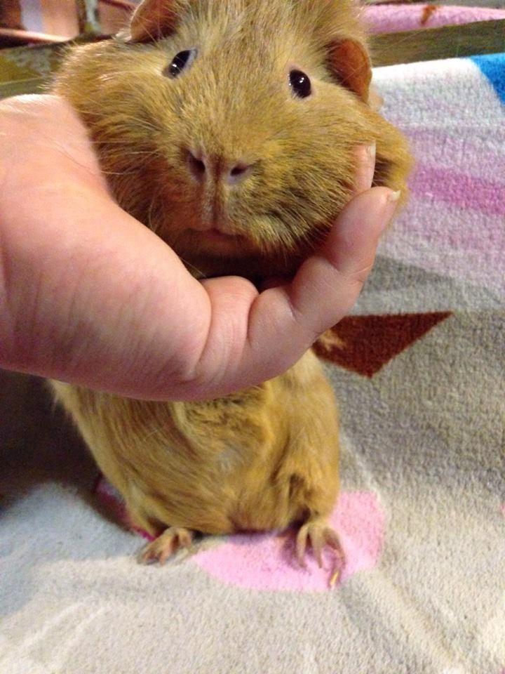 Marsvin Solstråle,s Felix billede 21