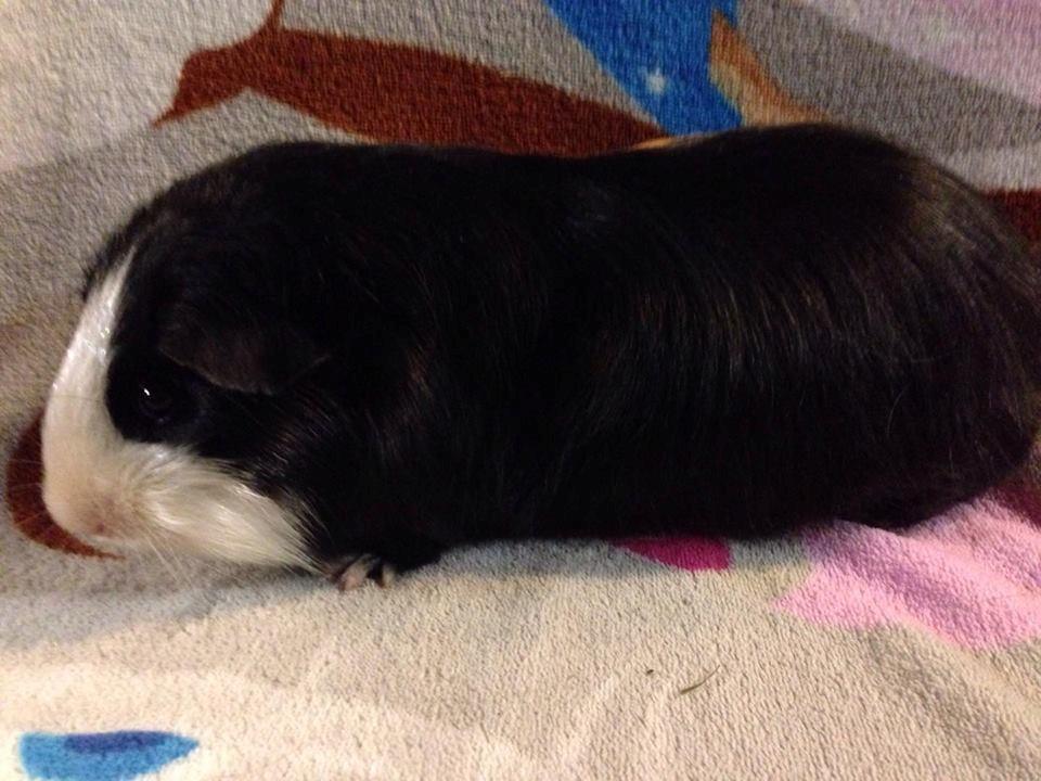 Marsvin Koreskas SHINY KAHLI  billede 10