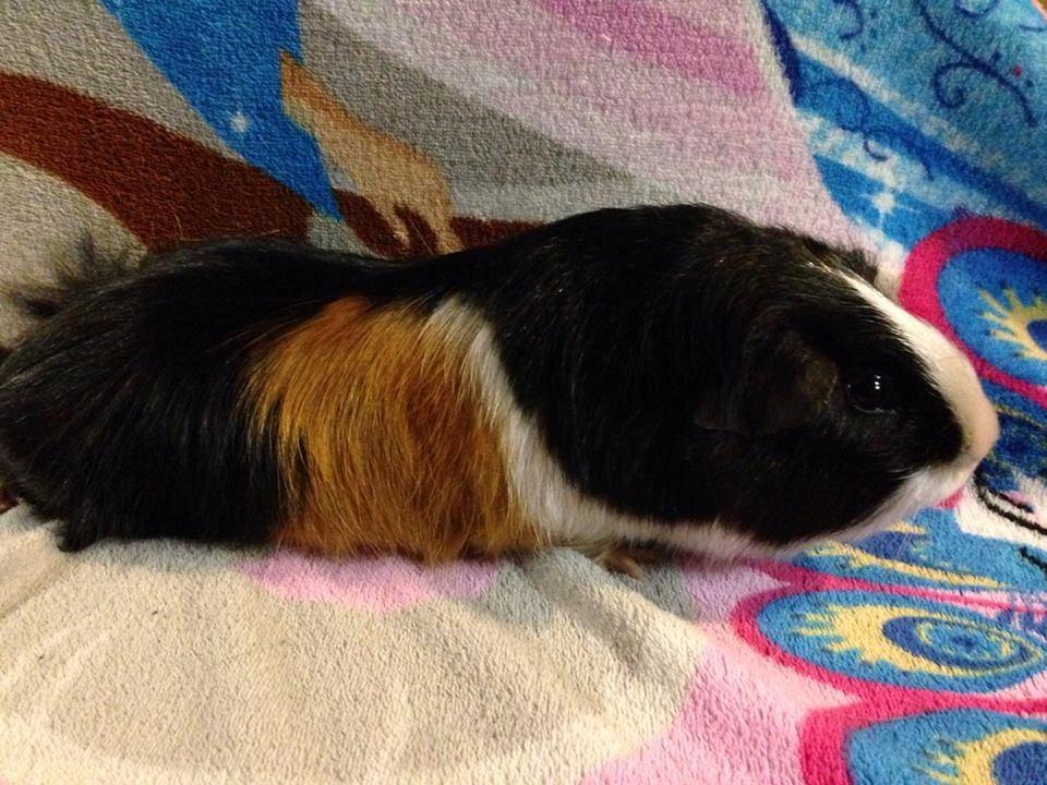 Marsvin Koreskas SHINY KAHLI  billede 11