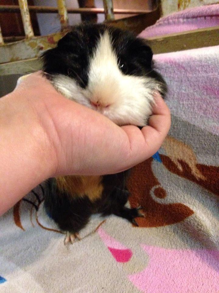 Marsvin Koreskas SHINY KAHLI  billede 12