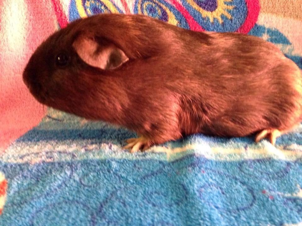 Marsvin Solstråle,s lulu billede 15