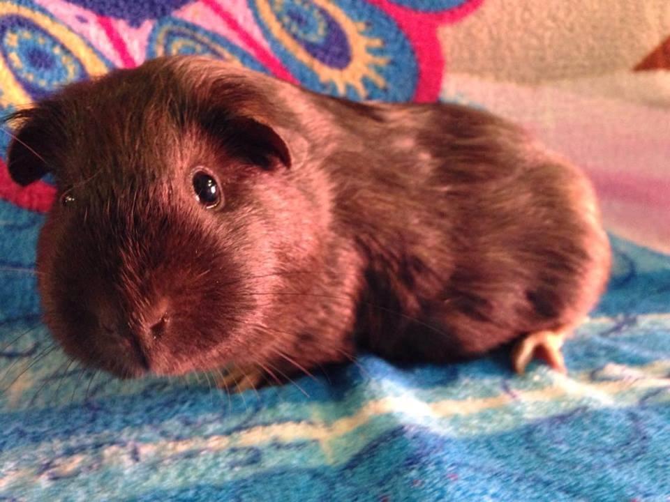 Marsvin Solstråle,s lulu billede 17