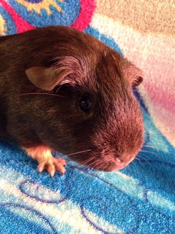 Marsvin Solstråle,s lulu billede 18