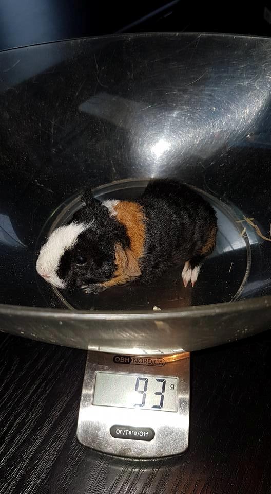 Marsvin Koreskas cowboy ( Rex) billede 3