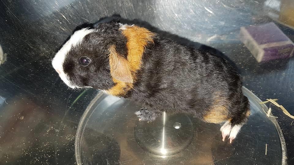 Marsvin Koreskas cowboy ( Rex) billede 2