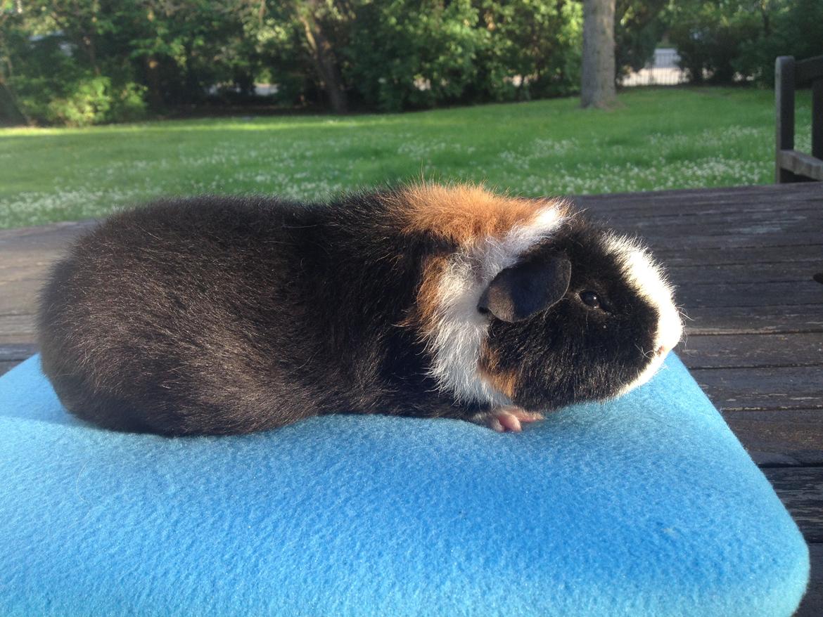 Marsvin Koreskas cowboy ( Rex) billede 6