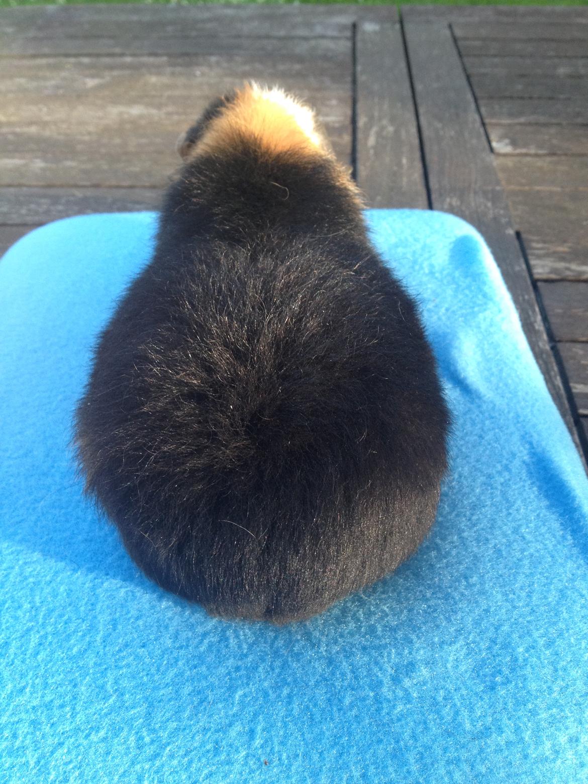 Marsvin Koreskas cowboy ( Rex) billede 9