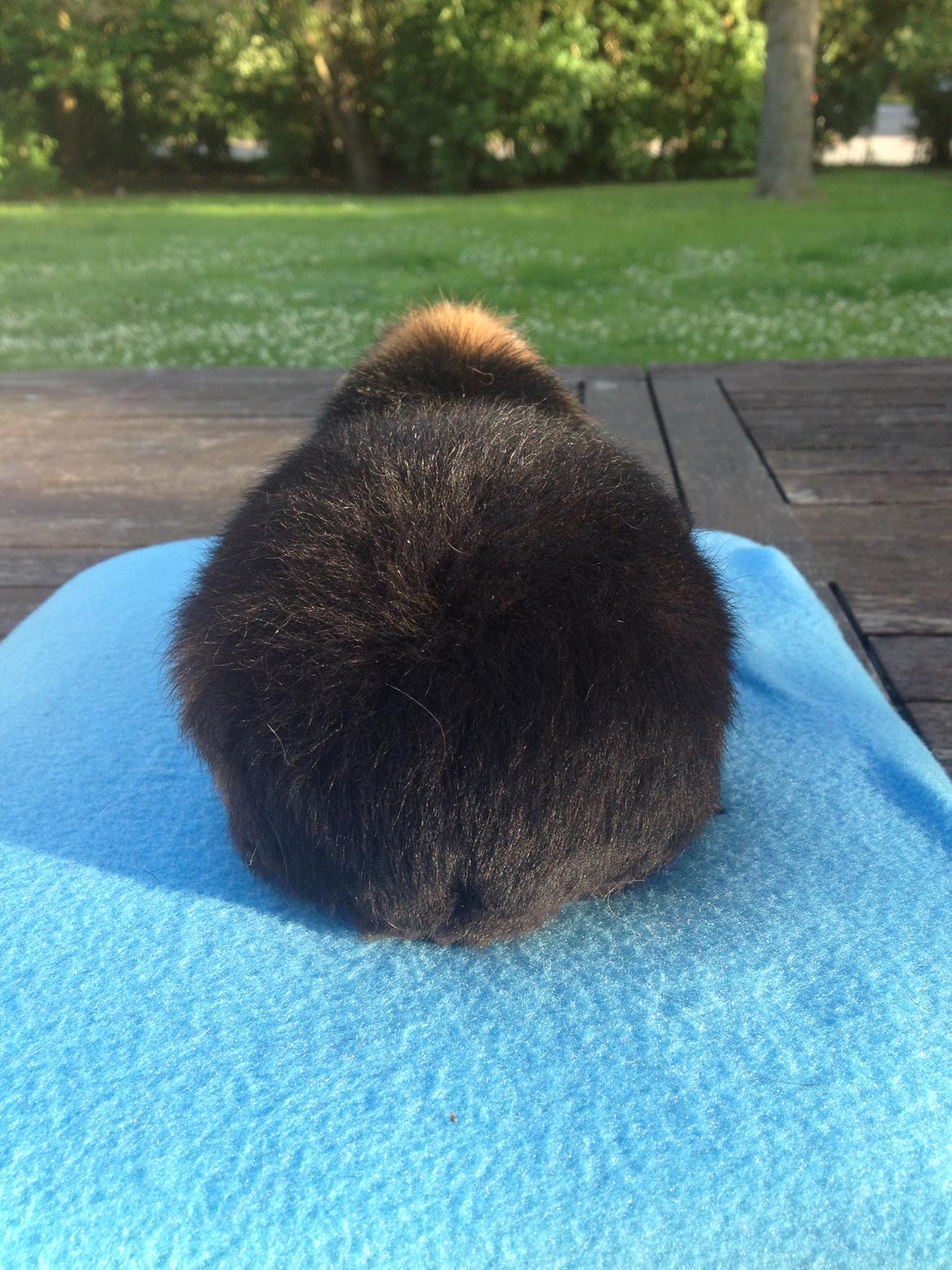 Marsvin Koreskas cowboy ( Rex) billede 10