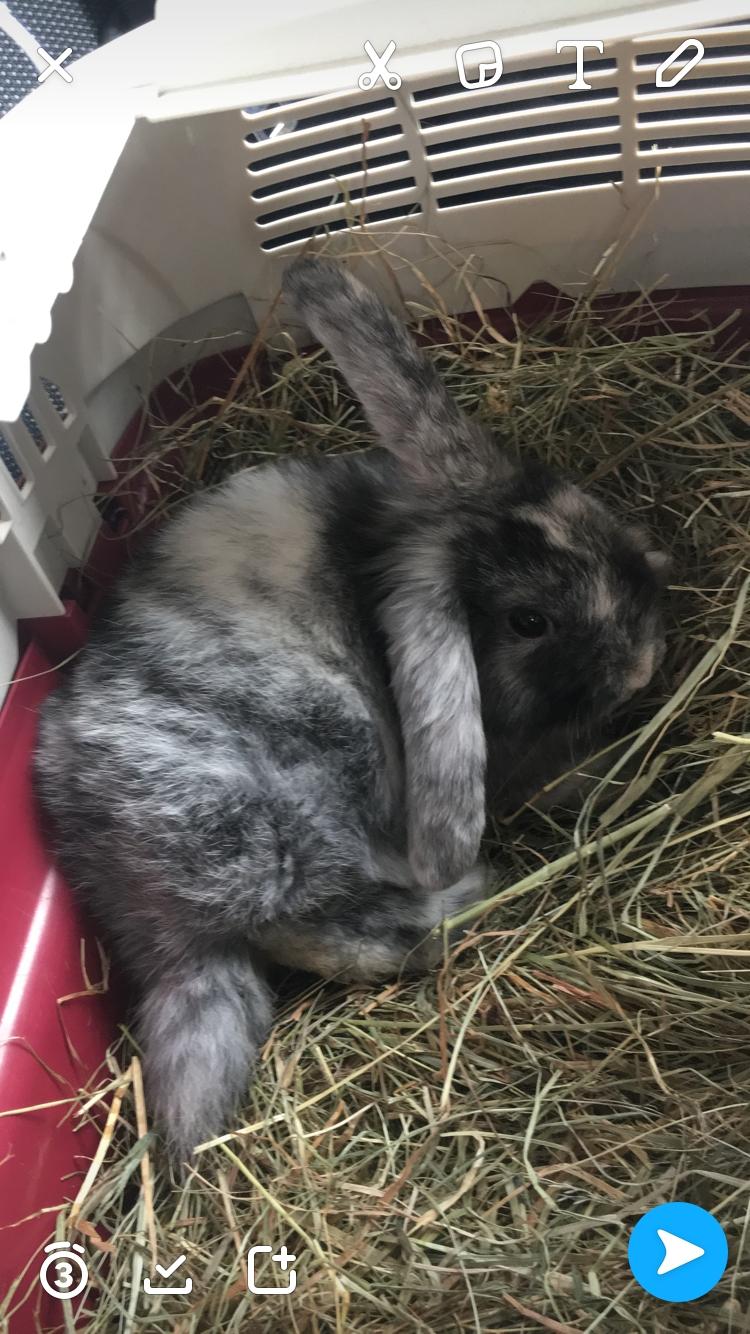 Kanin Albert billede 1