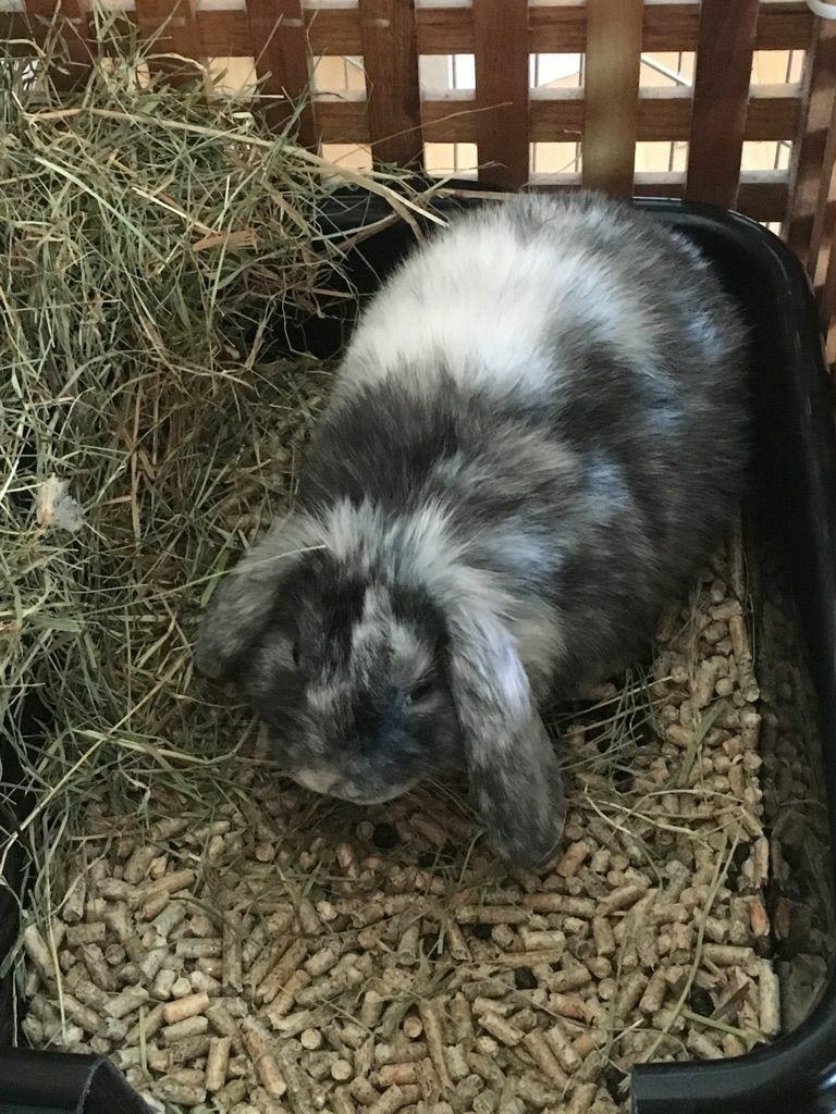 Kanin Albert billede 3