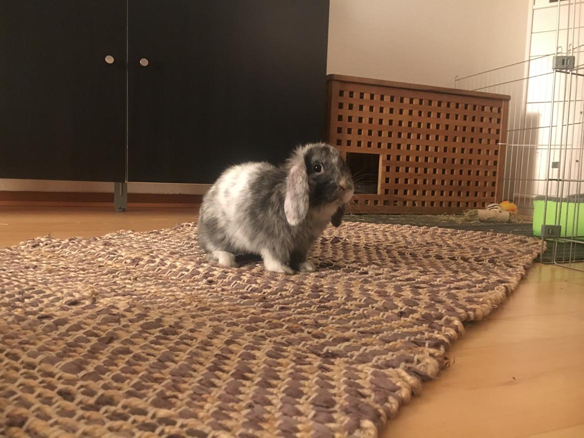 Kanin Albert billede 4