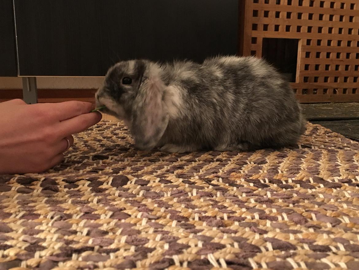 Kanin Albert billede 5