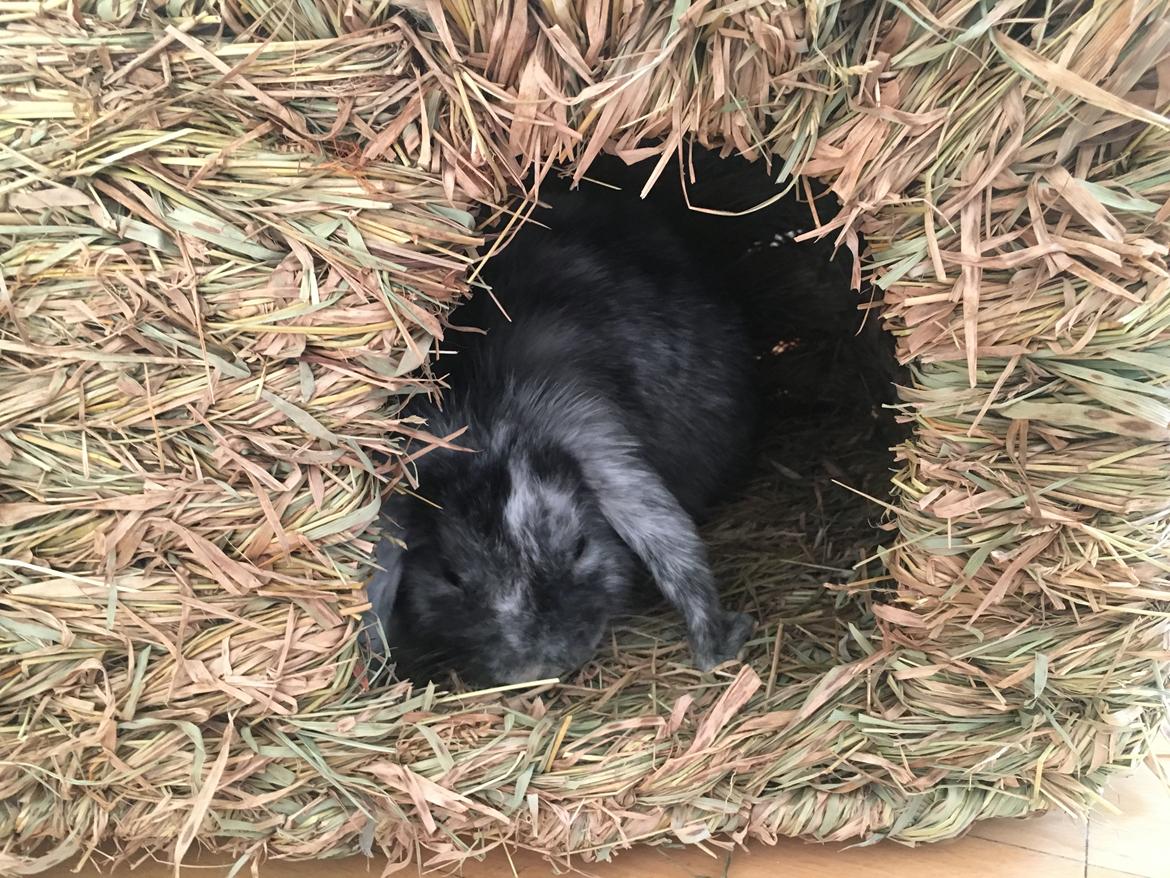 Kanin Albert billede 6