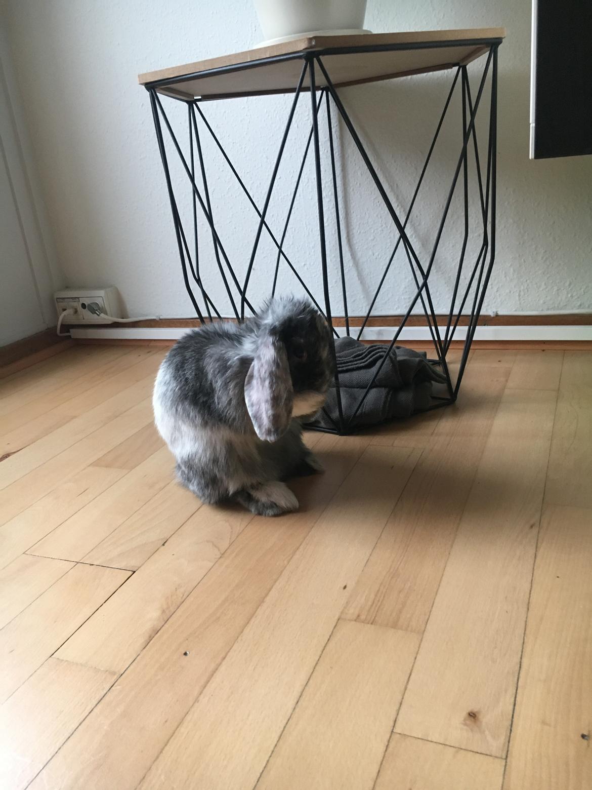 Kanin Albert billede 7