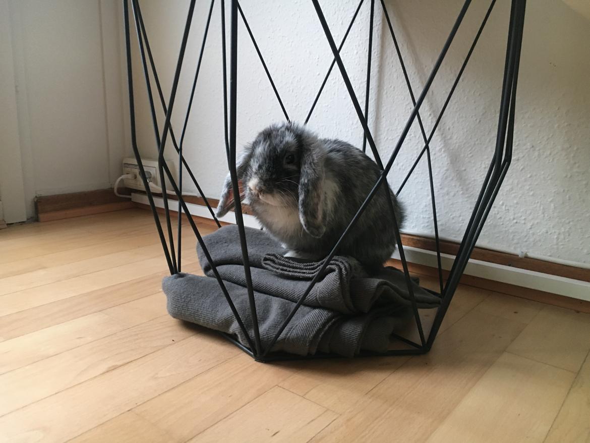 Kanin Albert billede 8