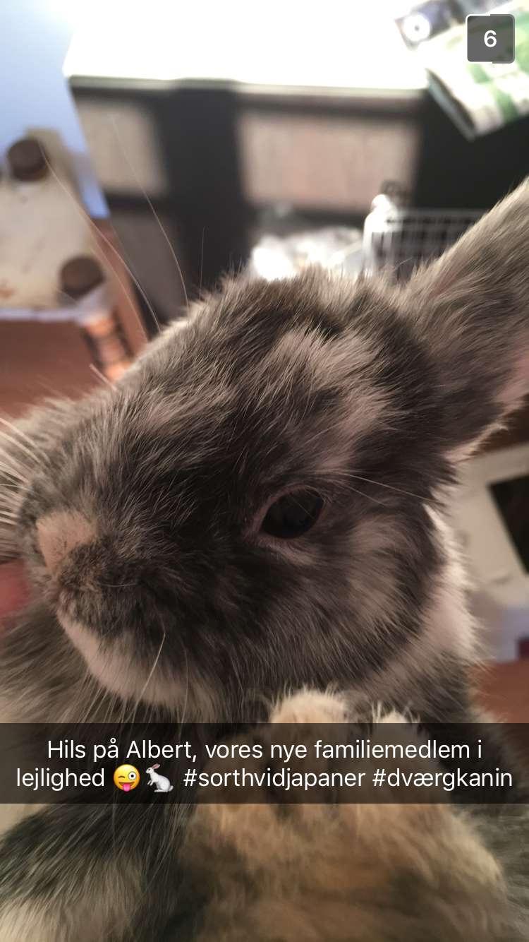 Kanin Albert billede 2