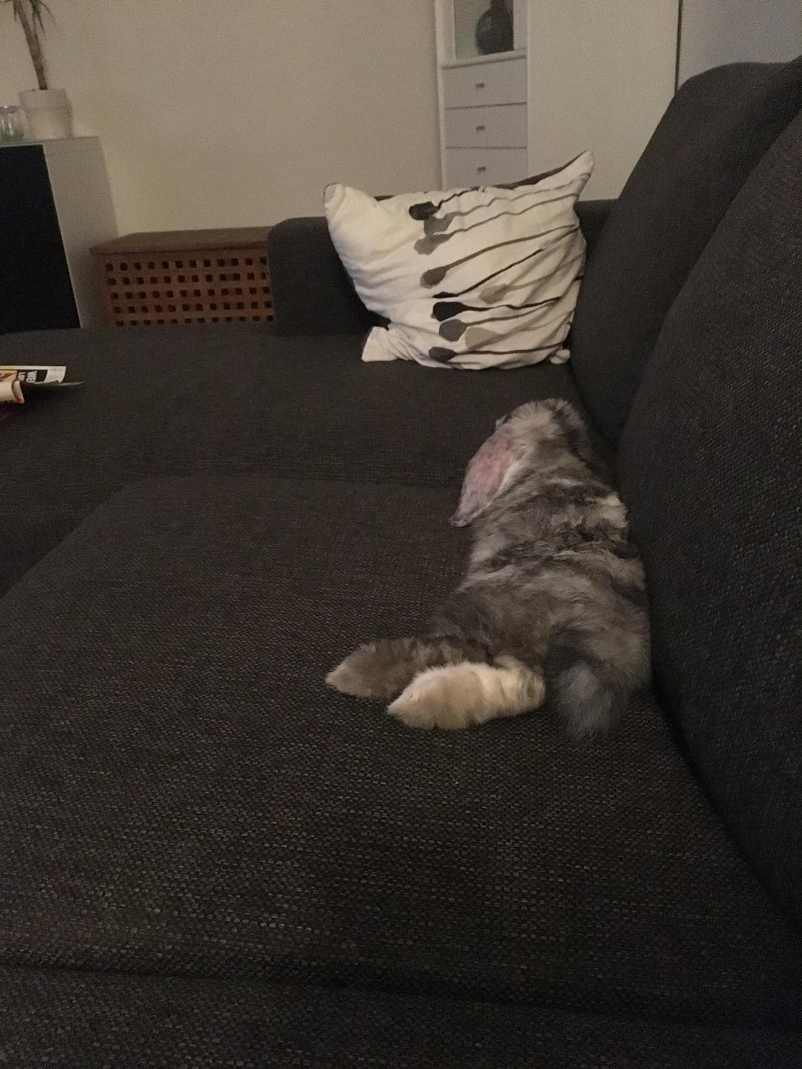 Kanin Albert - Afslapning i sofaen  billede 10