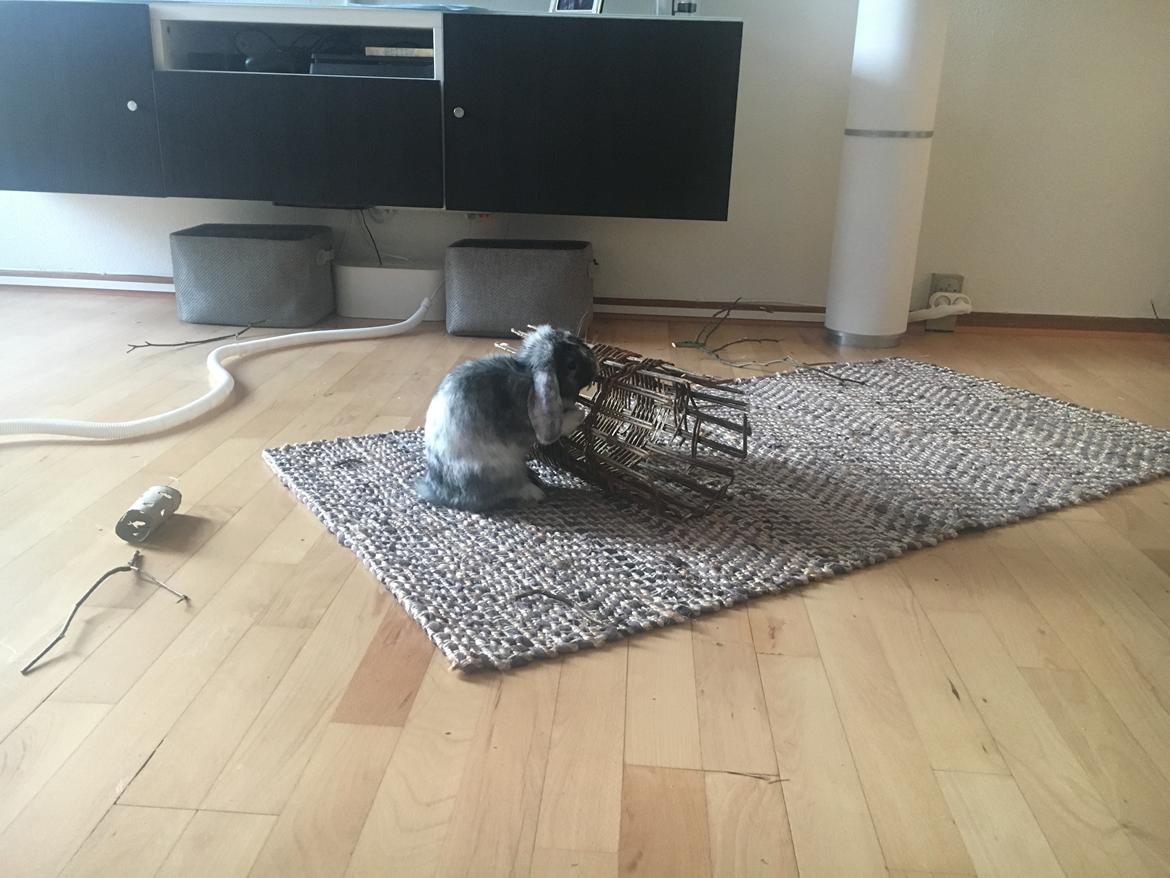 Kanin Albert - Resterne af det der engang var en tunnel billede 11