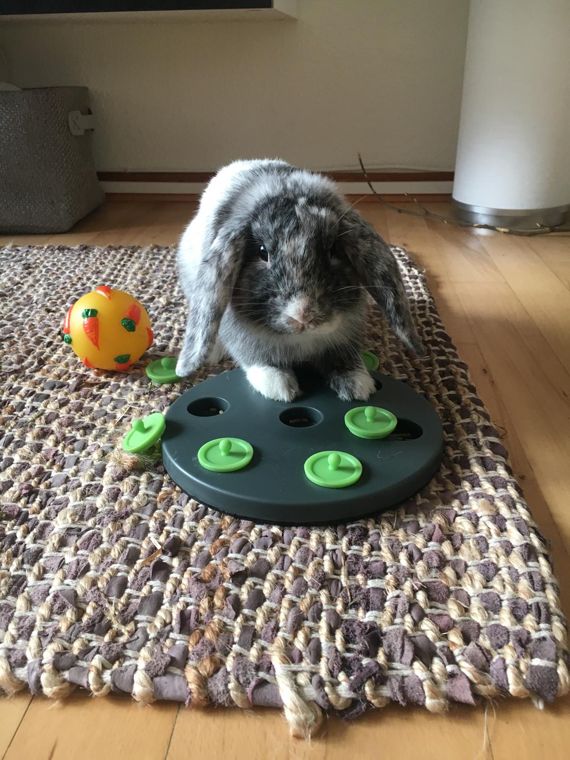 Kanin Albert - Stimulering med aktivitetsbræt  billede 12