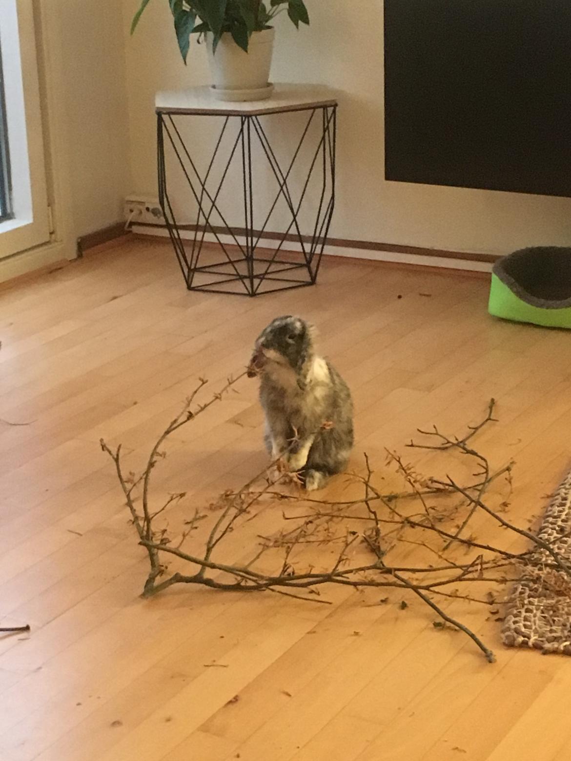 Kanin Albert - Mums ny klippet grene  billede 9