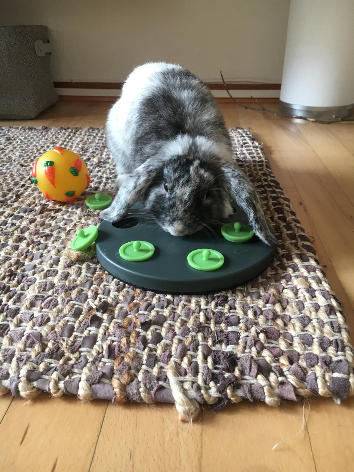 Kanin Albert - Stimulering med aktivitetsbræt  billede 13