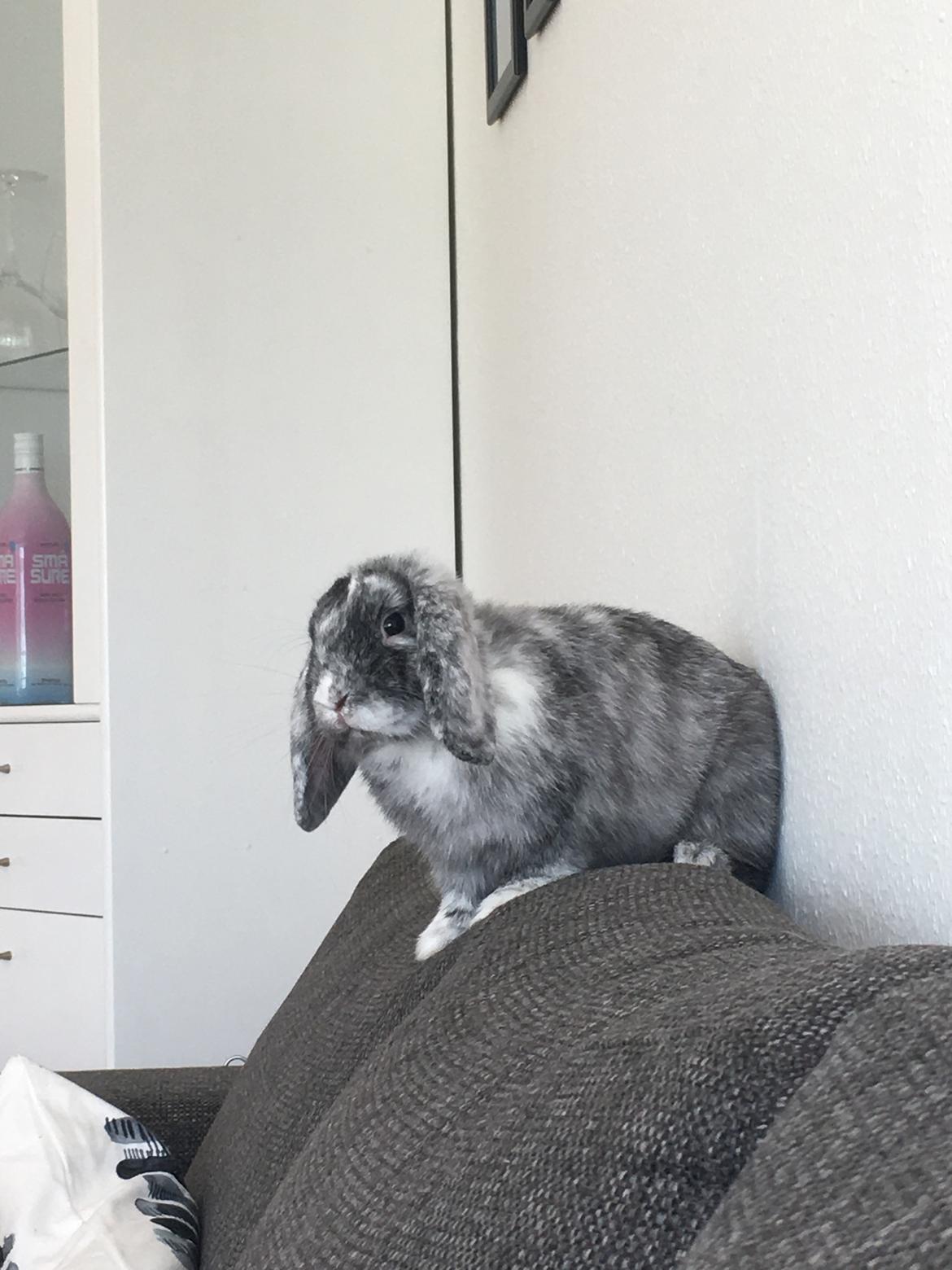 Kanin Albert - Albert skuer ud over stuen  billede 14