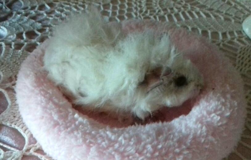 Marsvin Zniffie  - 2/7-2017 4 uger og 6 dage billede 18