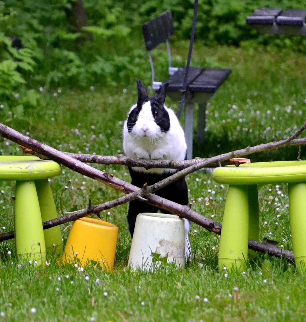 Kanin Mojoey billede 5