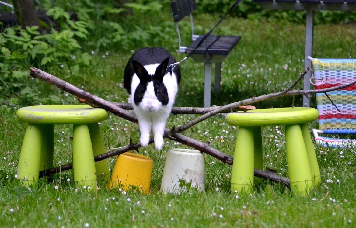 Kanin Mojoey billede 6