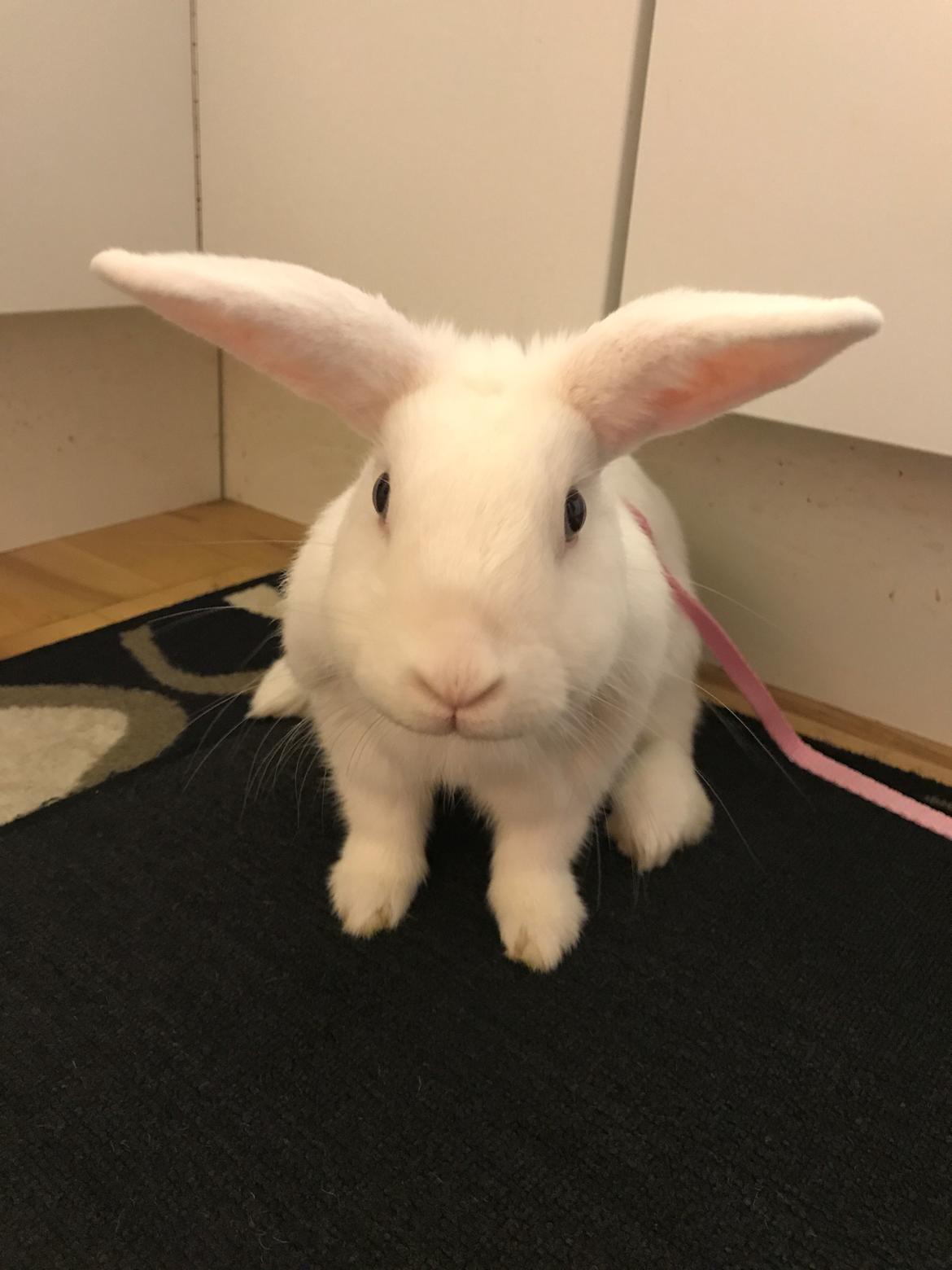 Kanin Prínsessa Sollilja Navajo (himmelkanin) billede 1