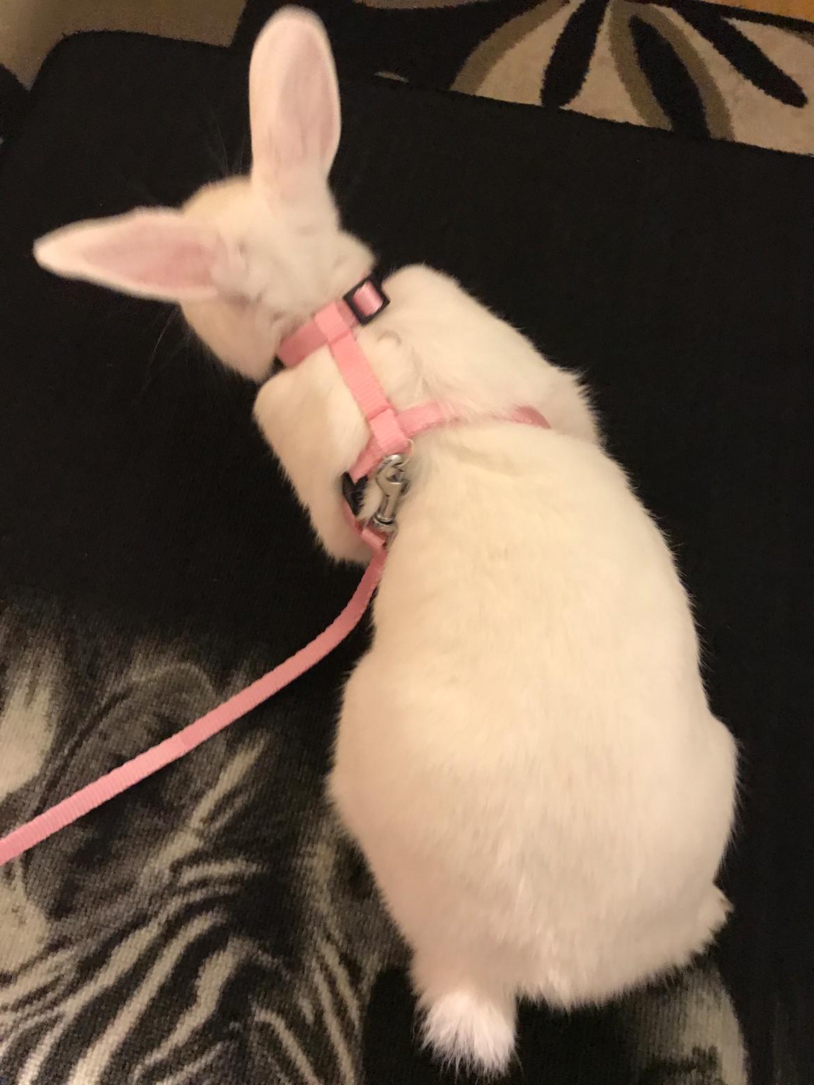 Kanin Prínsessa Sollilja Navajo (himmelkanin) billede 2