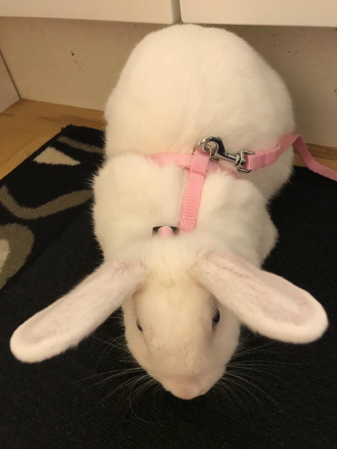 Kanin Prínsessa Sollilja Navajo (himmelkanin) billede 4