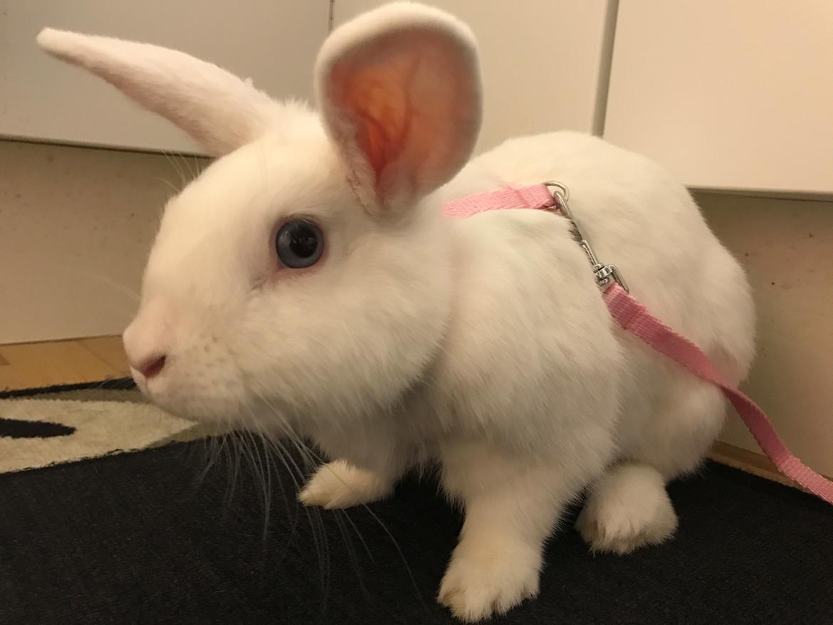 Kanin Prínsessa Sollilja Navajo (himmelkanin) billede 5