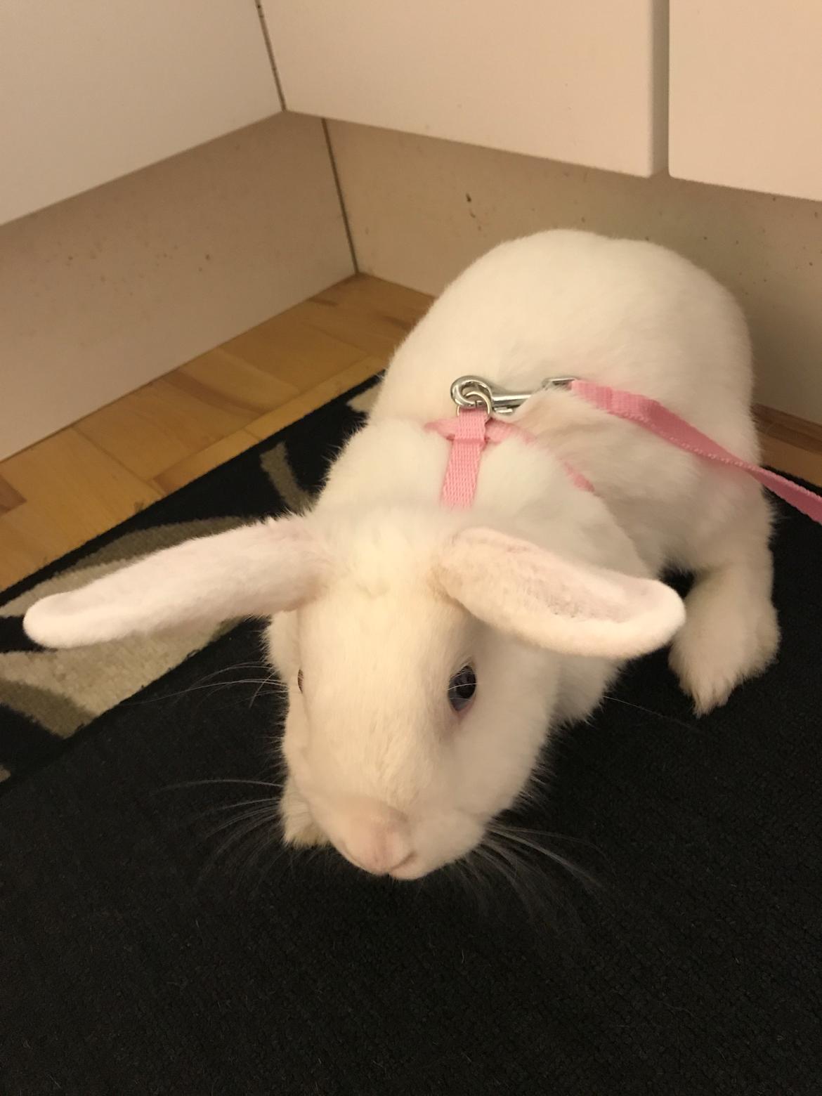 Kanin Prínsessa Sollilja Navajo (himmelkanin) billede 3